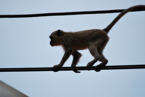 Beždžionė, Affchen, Ape