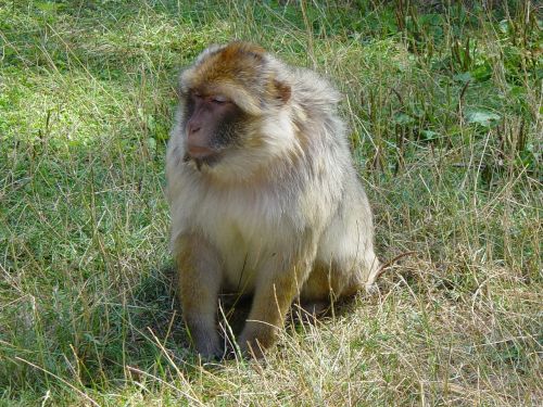 Beždžionė, Babuinas, Zoologijos Sodas