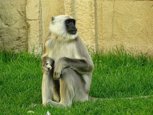 Beždžionė, Zoologijos Sodas, Gyvūnų Pasaulis, Sąmoningas