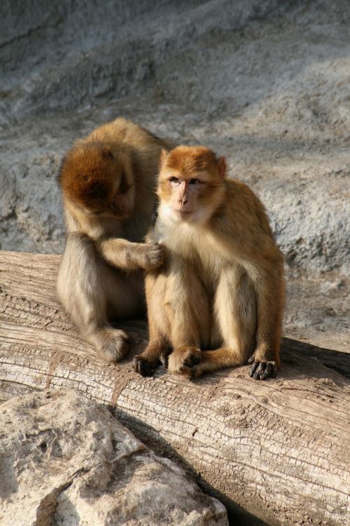 Beždžionė, Beždžionės, Pora, Genialus, Kurkászik, Grooming, Kontaktas, Priežiūra, Zoologijos Sodas