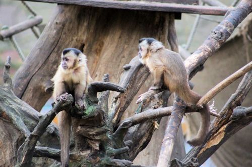 Beždžionė, Capuchin Beždžionė, Affchen, Zoologijos Sodas, Kapucinai, Gyvūnai