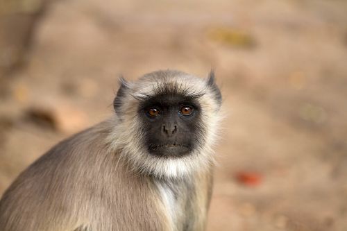 Beždžionė, Indija, Hanuman Langur, Pilkas Languras, Semnopithecus, Pilkas Languras, Langur, Schlankaffe, Gyvūnas