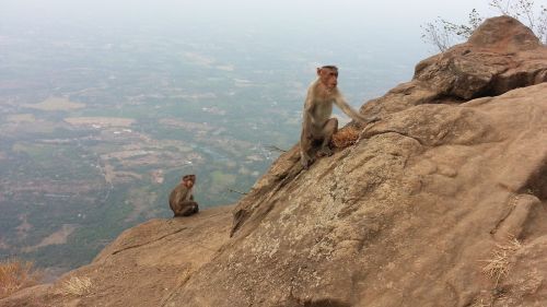 Beždžionės, Indija, Reus Macaque, Kalnas, Laukinė Gamta