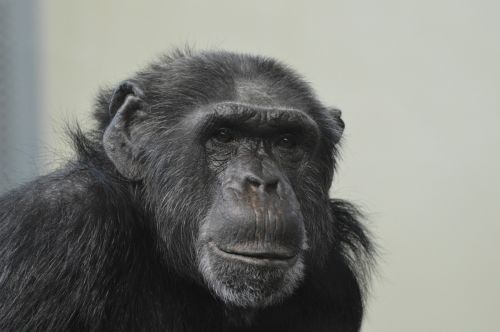 Beždžionė, Gyvūnai, Šimpanzė, Zoologijos Sodas, Galvoti