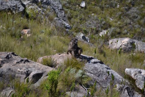 Beždžionė, Sėdėti, Atrodo, Nacionalinis Parkas, Rezervas, Fauna, Gyvūnai