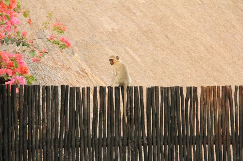 Beždžionė, Mielas, Vaizdingas, Gražus, Įdomus, Pateikti, Mabula, Mabula Žaidimų Namelis, Johanesburgas, Pietų Afrika