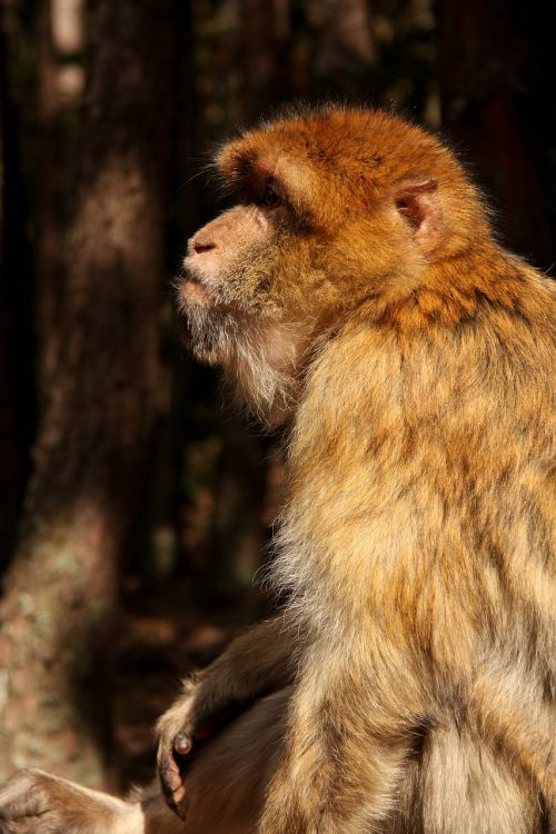 Beždžionė, Miškas, Zoologijos Sodas