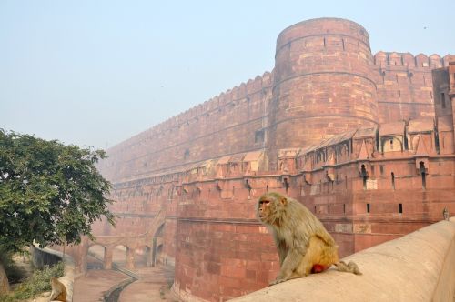 Beždžionė, Magot, Gyvūnai, Raudona Forta, Pastatas, Architektūra, Paminklas, Sienos, Tvirtovė, Agra, Indija, Rūkas, Fortifications