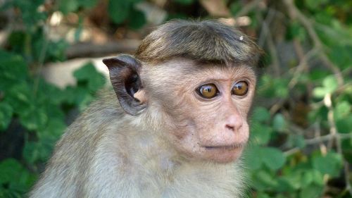 Beždžionė, Makake, Šri Lanka