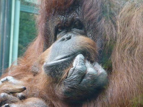 Beždžionė, Orangutanas, Zoologijos Sodas, Gyvūnai, Gyvūnas, Laukiniai Gyvūnai