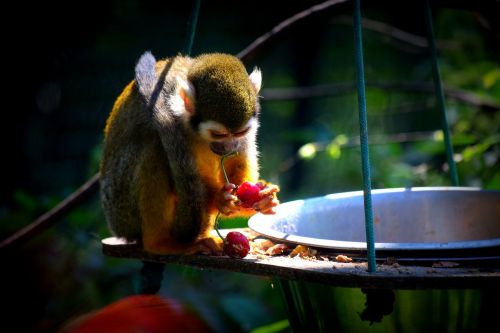 Beždžionė, Zoologijos Sodas, Maistas