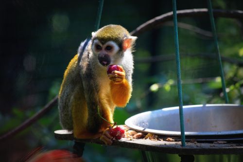 Beždžionė, Zoologijos Sodas, Maistas