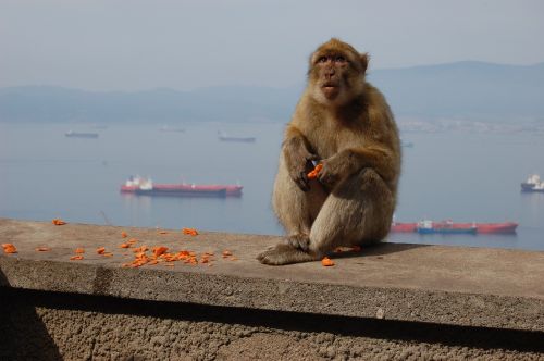 Beždžionė, Toque, Gibraltaras, Kalnas, Gyvūnai, Kraštovaizdis, Gamta