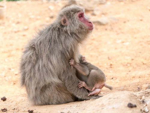 Beždžionė, Motina, Kūdikis, Apkabinimas, Gyvūnas, Laukinė Gamta, Žinduolis, Jaunas, Mažas, Mielas, Arashiyama Beždžionių Parkas, Japonija