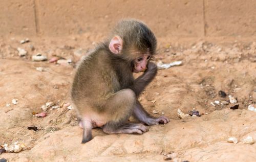 Beždžionė, Kūdikis, Gyvūnas, Laukinė Gamta, Žinduolis, Jaunas, Mažas, Mielas, Arashiyama Beždžionių Parkas, Japonija