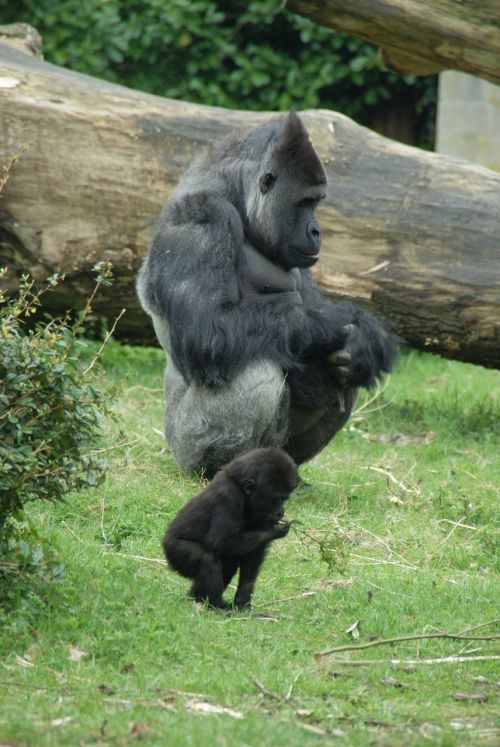 Beždžionė, Gorila, Zoologijos Sodas, Gyvūnai, Fauna, Kūdikių Gorila, Primatas