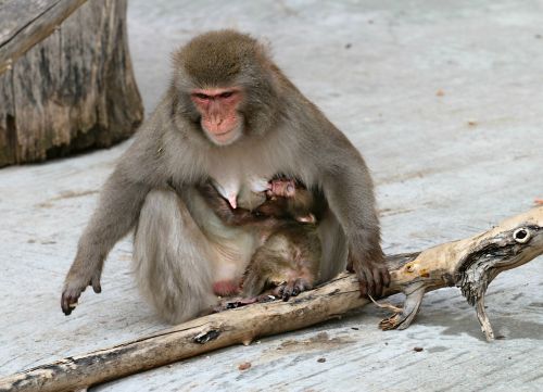 Beždžionė, Jaunas, Maitinimas, Babe, Motina, Priežiūra, Beždžionė Su Kūdikiu, Zoologijos Sodas