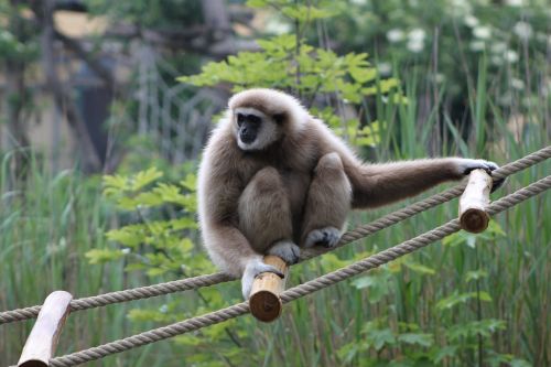 Gibbon, Beždžionė, Zoologijos Sodas, Gyvūnų Pasaulis, Fauna, Žinduoliai