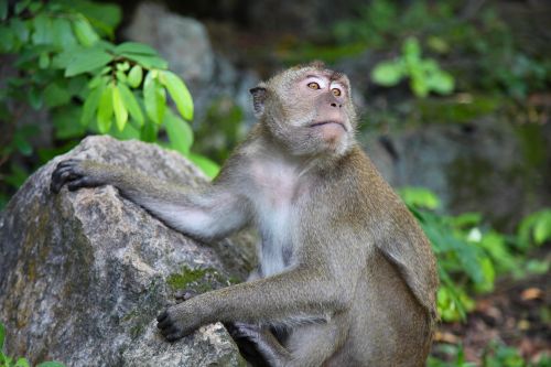 Beždžionė, Makakas, Tailandas, Primatas, Laukinė Gamta, Išraiškingas, Asija, Plaukuotas, Kailis