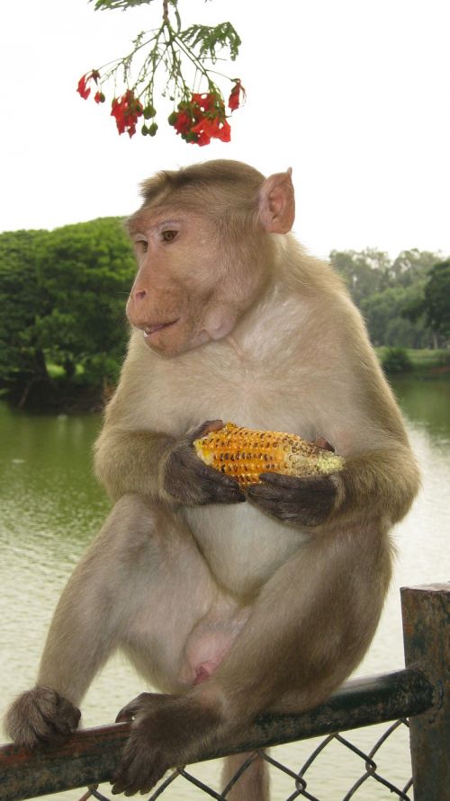 Beždžionė, Gyvūnas, Laukinė Gamta, Indija