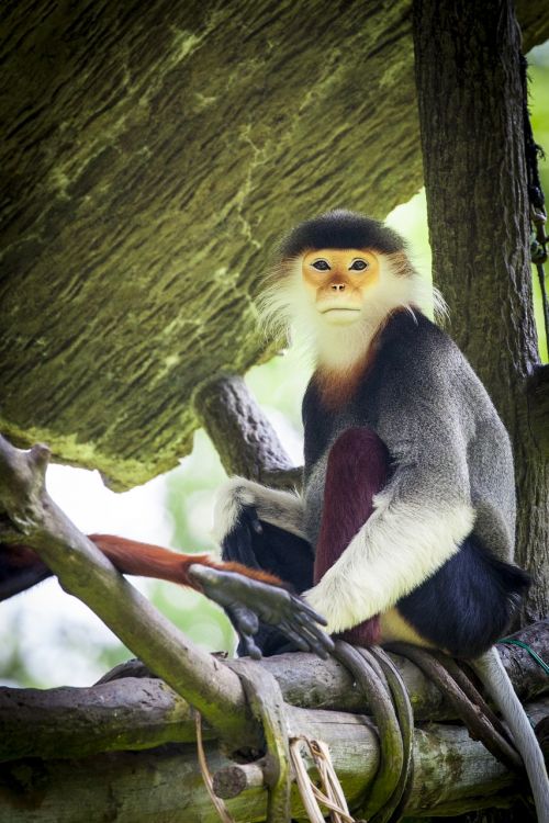 Beždžionė, Douc, Douc Langur, Rotschenklige Suknelės Beždžionėms, Vietnamas