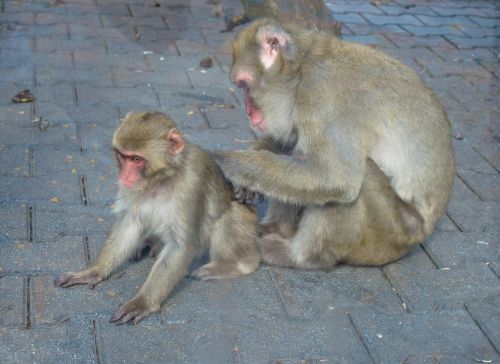 Beždžionė, Jaunas, Zoologijos Sodas, Beždžionė Su Kūdikiu, Priežiūra