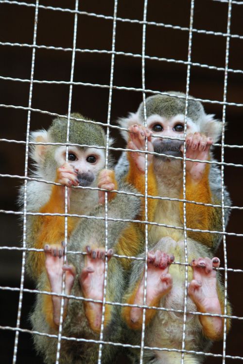 Beždžionė, Nagasaki Bio Parkas, Zoologijos Sodas, Broliai Ir Seserys, Tarsier