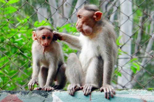 Beždžionė, Chitradurga, Aplankyti, Iš Arti, Žinduoliai, Gyvūnų Pasaulis, Jaunas, Indija