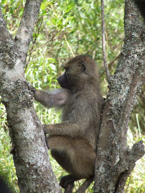 Beždžionė, Gyvūnų Pasaulis, Tanzanija
