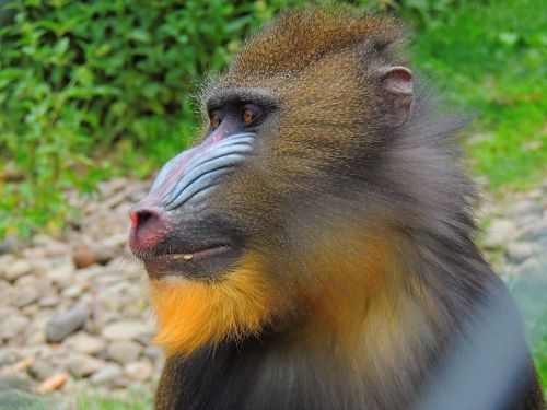 Beždžionė, Jonas, Gyvūnai, Afrika, Kailis, Fauna, Zoologijos Sodas