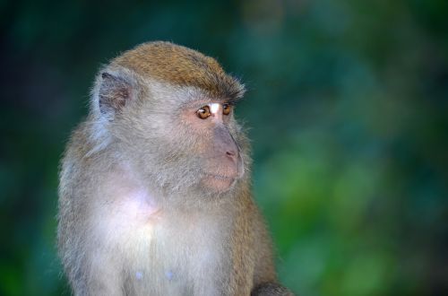 Beždžionė, Portretas, Gyvūnas, Laukinė Gamta, Laukiniai, Gamta, Žinduolis, Primatas, Zoologijos Sodas, Veidas, Mielas, Juokinga, Ape, Džiunglės, Asija, Plaukuotas, Miškas, Žiūri, Atrodo, Žalias, Galva, Akys, Natūralus, Nykstantis, Nuotrauka