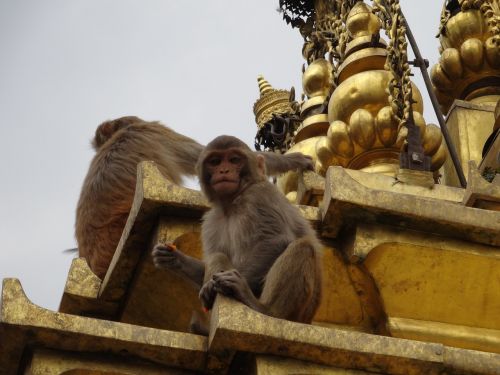 Beždžionė, Swayambhunath, Katmandu, Šventykla, Nepalas