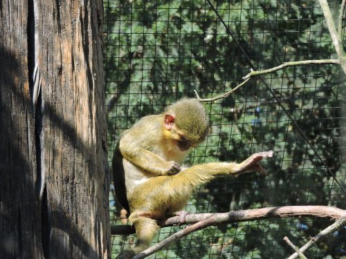 Beždžionė, Zoologijos Sodas, Prague Zoo