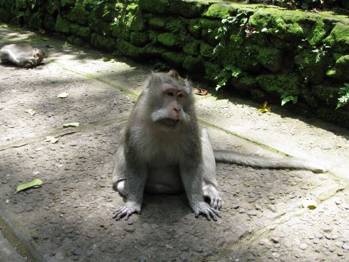 Beždžionė, Bali, Ubud, Indonezija