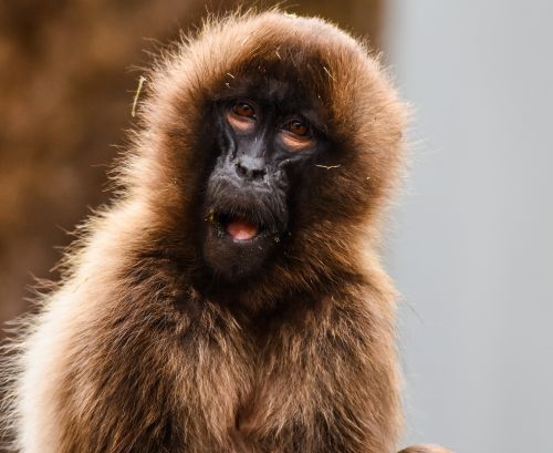 Beždžionė, Zoologijos Sodas, Vilhelma