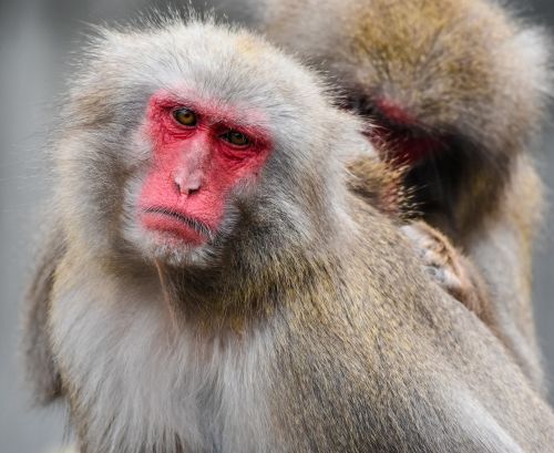 Japonijos Beždžionė, Zoologijos Sodas, Vilhelma, Raudonas Veidas, Delouse, Gyvūnas