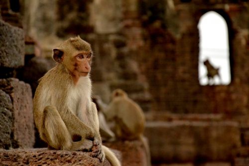 Beždžionė, Lopburi, Tailandas, Makakas, Šventykla