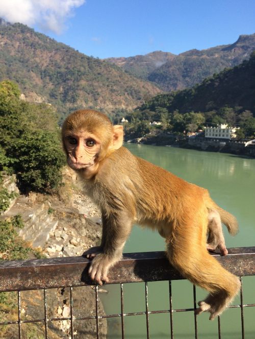Beždžionė, Mielas, Indija