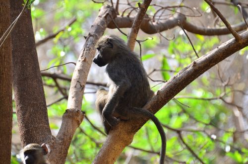 Beždžionė, Tanzanija, Gyvūnai