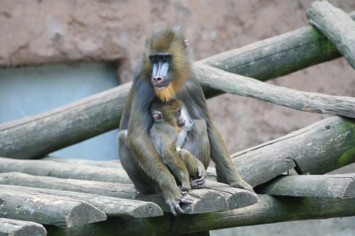 Beždžionė, Zoologijos Sodas, Gyvūnų Pasaulis, Šimpanzė