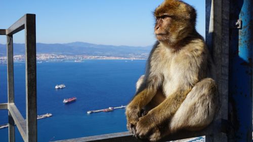 Beždžionė, Gibraltaras, Rokas, Dėmesio, Anglija