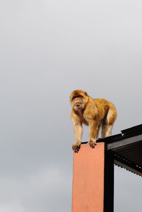 Beždžionė, Gibraltaras, Ispanija, Anglija, Kranto
