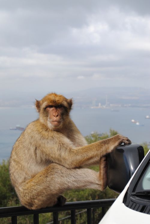 Beždžionė, Gibraltaras, Ispanija, Anglija, Rokas