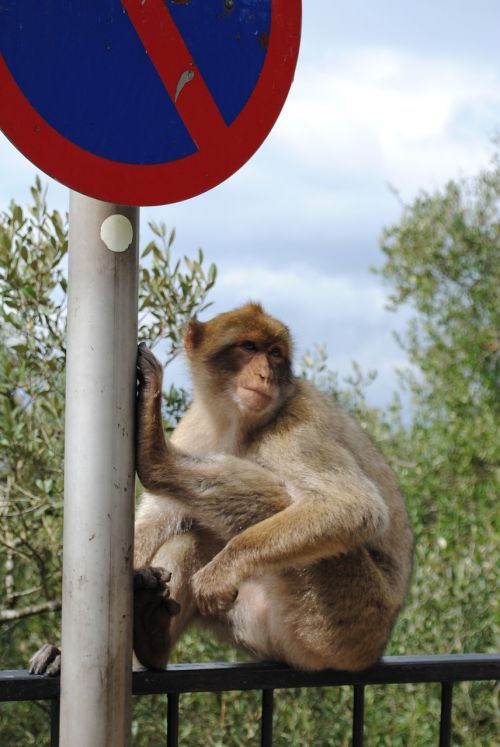 Beždžionė, Gibraltaras, Ispanija, Anglija, Rokas