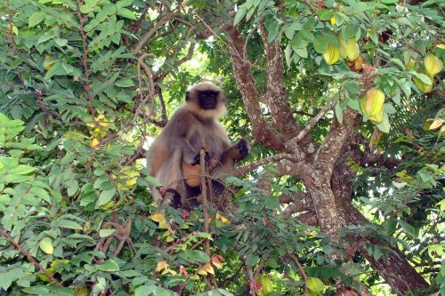 Beždžionė, Hanumanas, Langur, Semnopithecus, Makakas, Sėdi, Žiūrėdamas, Pradžių Vaisių Medis, Vaisiai, Dharwad, Indija