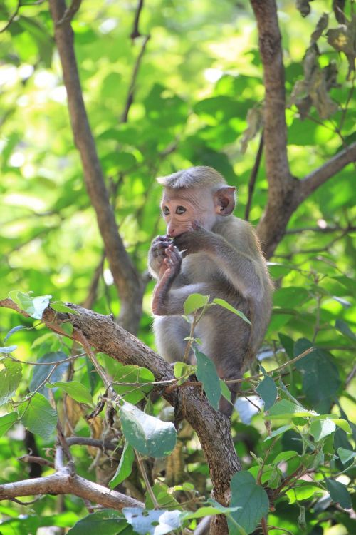 Beždžionė, Makake, Mielas, Gyvūnas, Primatas, Gamta, Affchen, Šri Lanka, Jauni Beždžioniai, Gyvūnų Pasaulis, Laukinės Gamtos Fotografija, Džiunglės, Beždžionių Portretas