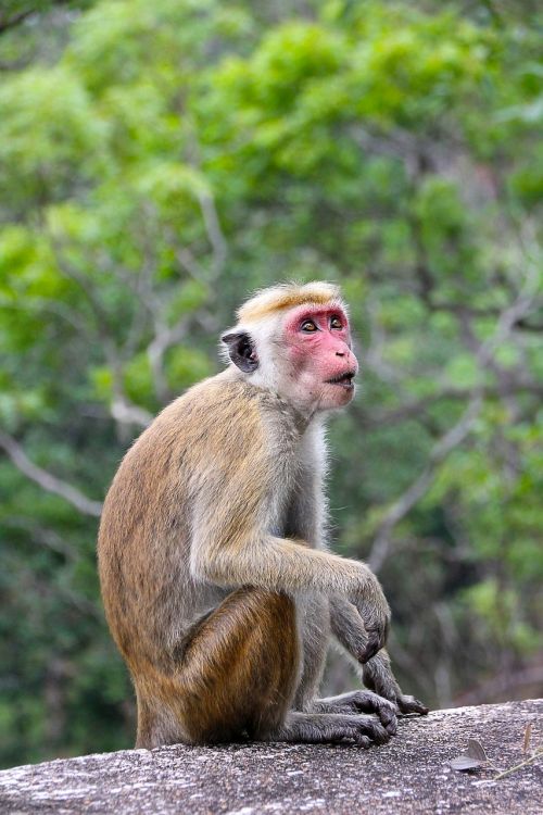 Beždžionė, Makake, Šri Lanka, Mielas, Saldus, Gyvūnas, Laukinės Gamtos Fotografija, Primatas