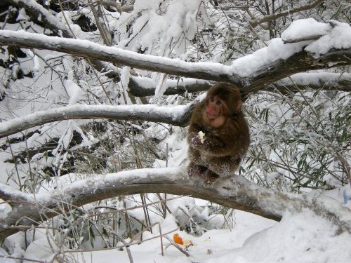 Beždžionė, Sniegas, Žiema