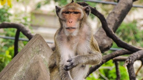 Beždžionė, Šventykla, Tailandas
