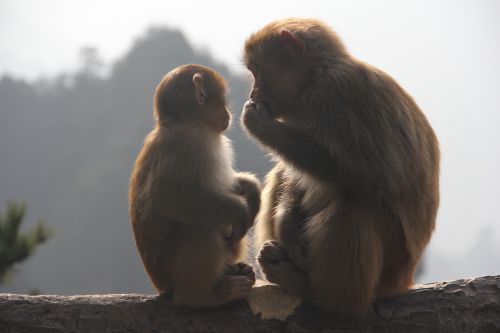 Beždžionė, Zhangjiajie, Gyvūnas